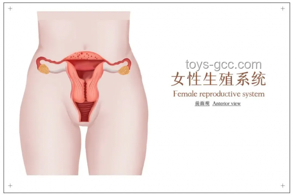 七成妇科感染源于卫生巾？——深入解析卫生巾与妇科健康的关系